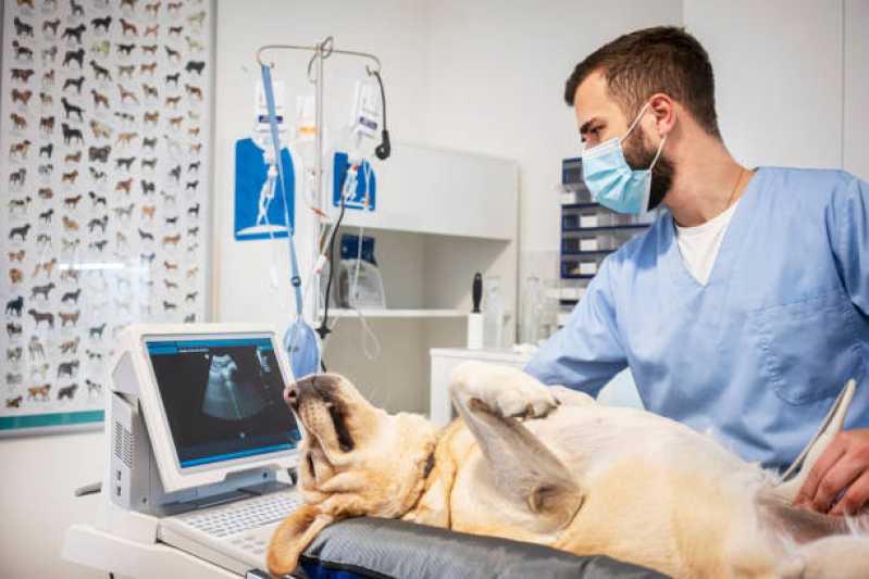 Exame de Imagem para Animais Marcar Jardim Universitário - Exame de Sangue para Animais