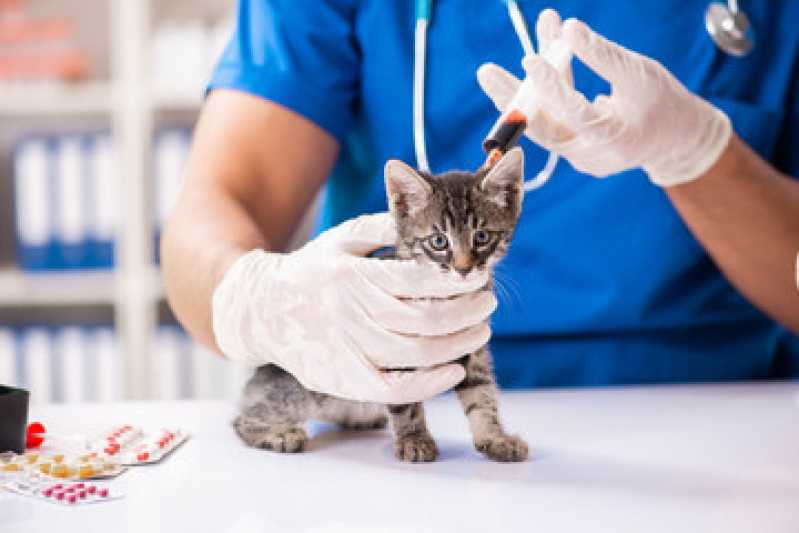 Exame de Sangue Veterinário Cidade Baixa - Exame Raio X para Animais