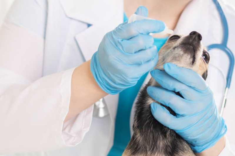 Exame de Ultrassonografia para Cães Marcar Santa Tereza - Exame de Sangue para Animais