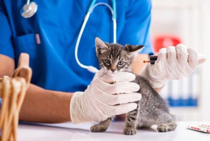 Exame Laboratoriais para Animais Tristeza - Exame de Sangue Veterinário