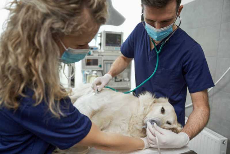 Internação Animal Clínica Três Figueiras - Internação para Cães