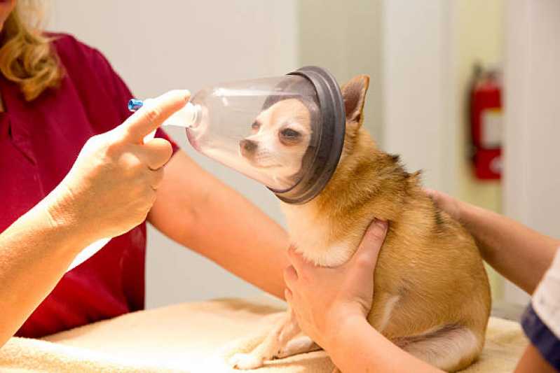Internação para Animais de Estimação Clínica Bom Fim - Internação Veterinária