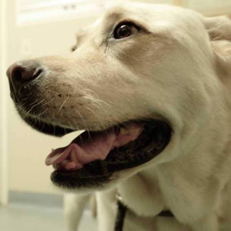 Internação para Cachorro Clínica Bom Fim - Internação para Pets