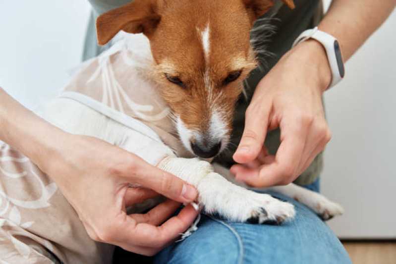 Internação para Cachorros São Vicente - Internação para Cães e Gatos