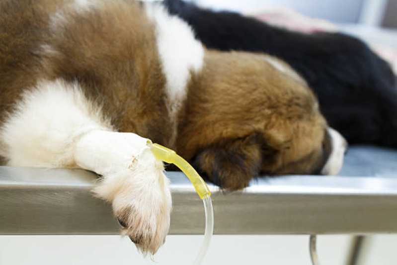 Internação para Cães Clínica Serraria - Internação Animal