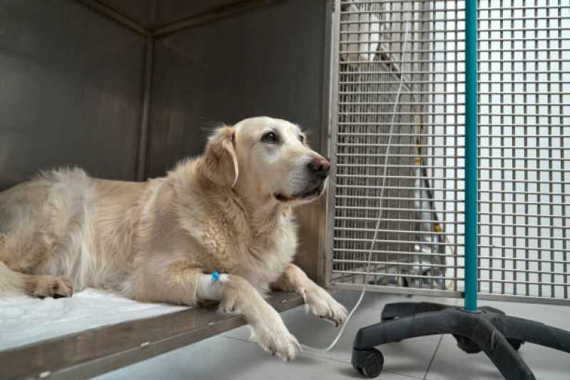 Internação para Cães e Gatos Clínica Morro Santana - Internação para Cachorros