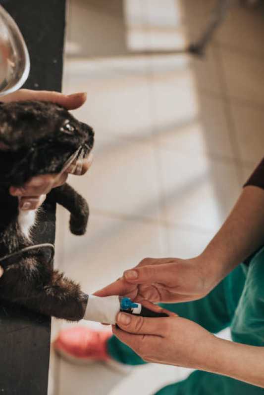 Internação para Gatos Protásio Alves - Internação Animal