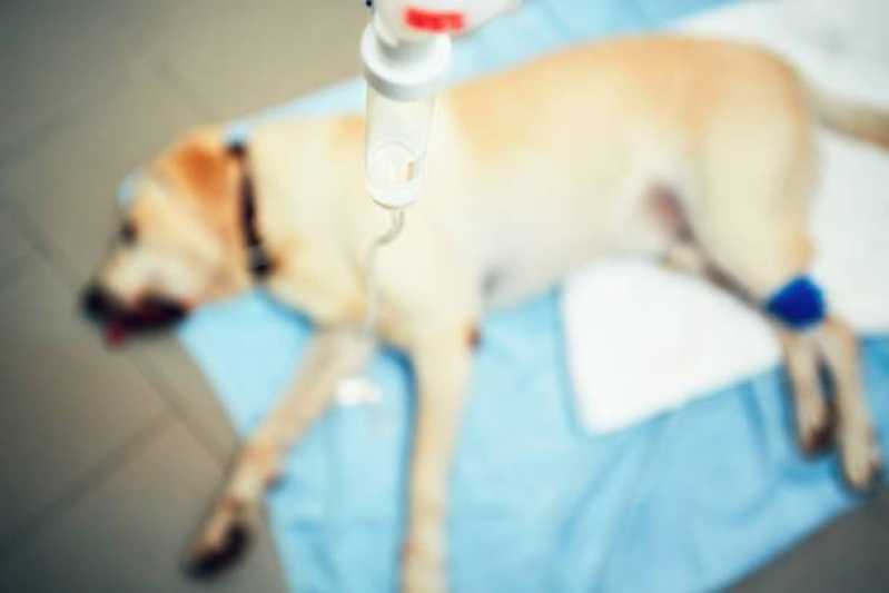 Internação para Pets Vila Fatima - Internação Veterinária
