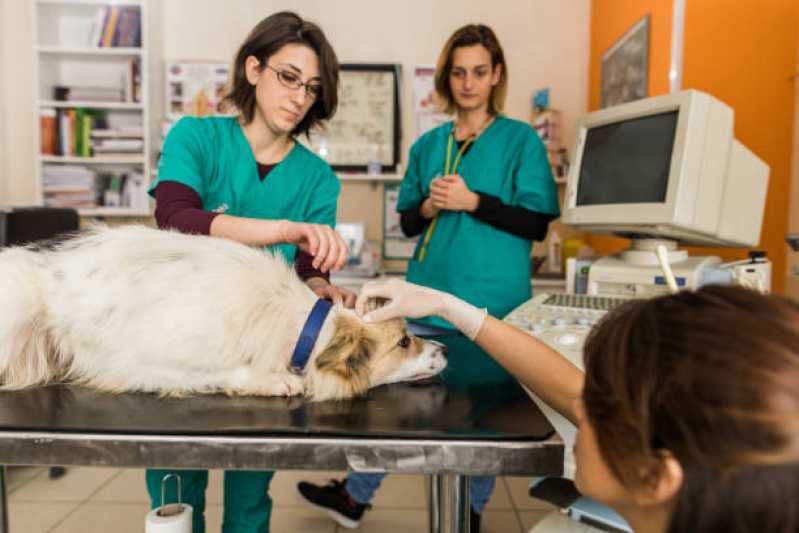 Internação Veterinária Clínica Santa Cecília - Internação para Cães