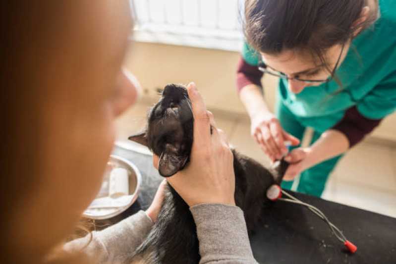 Internação Veterinária Olaria Canoas - Internação para Cachorros