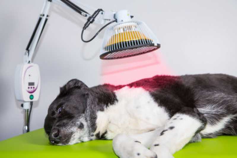 Laserterapia Animal Marcar Santa Cecília - Laserterapia para Cães e Gatos