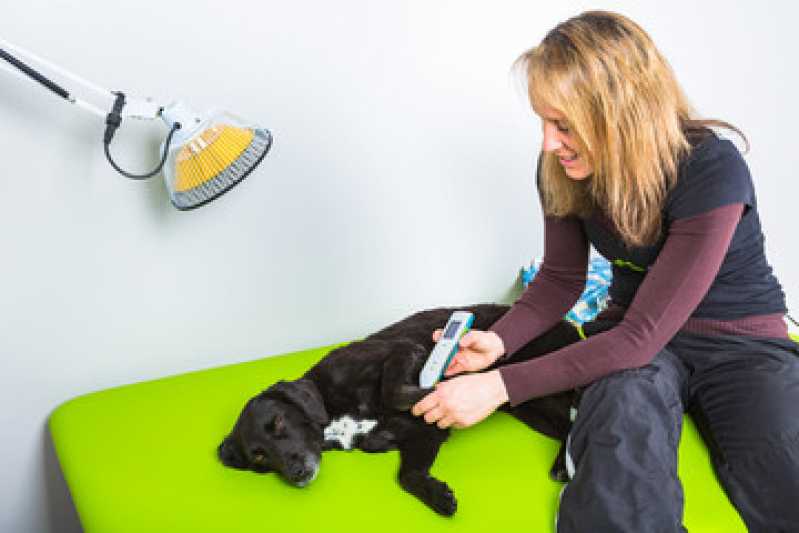 Laserterapia Animal Gerdau - Laserterapia para Cachorro