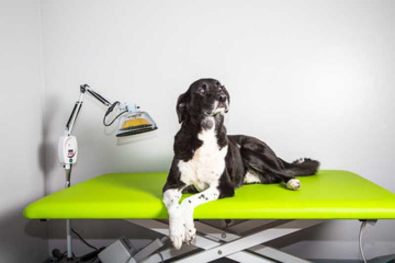 Laserterapia Cachorro Marcar Rubem Berta - Laserterapia para Animais Domésticos