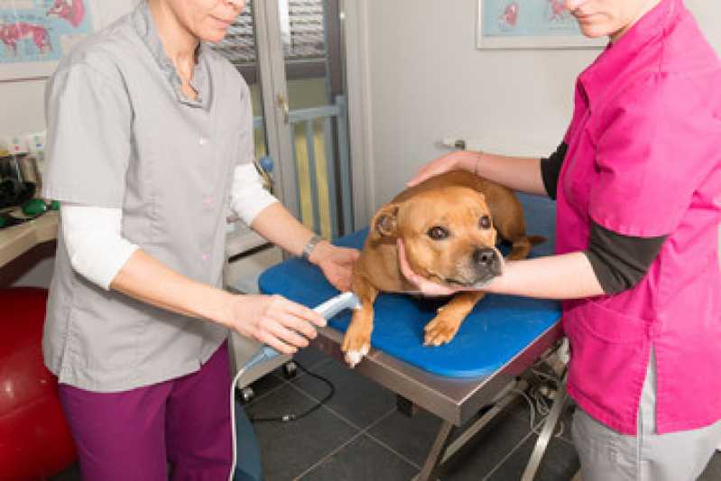 Laserterapia Cachorro São Sebastiao - Laserterapia para Cachorro