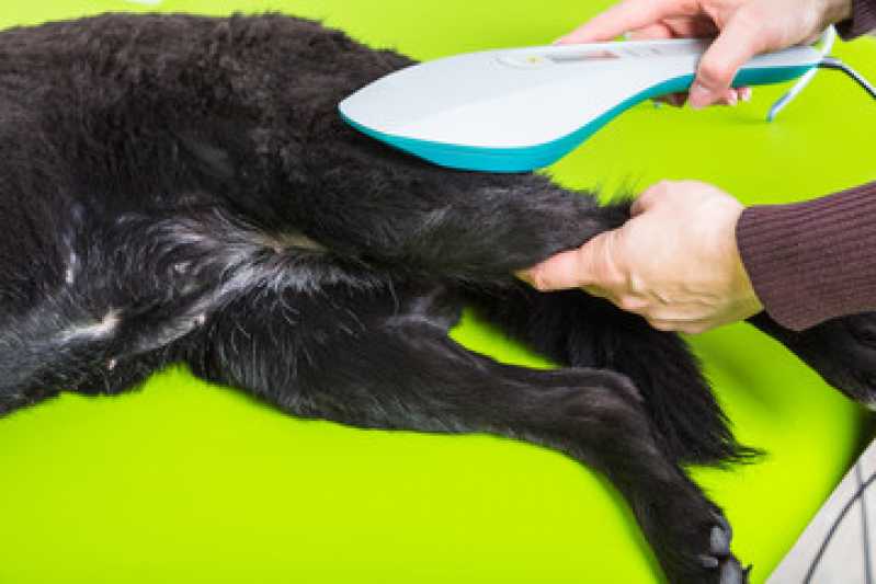 Laserterapia Gato Marcar Cecília - Laserterapia para Animais Domésticos