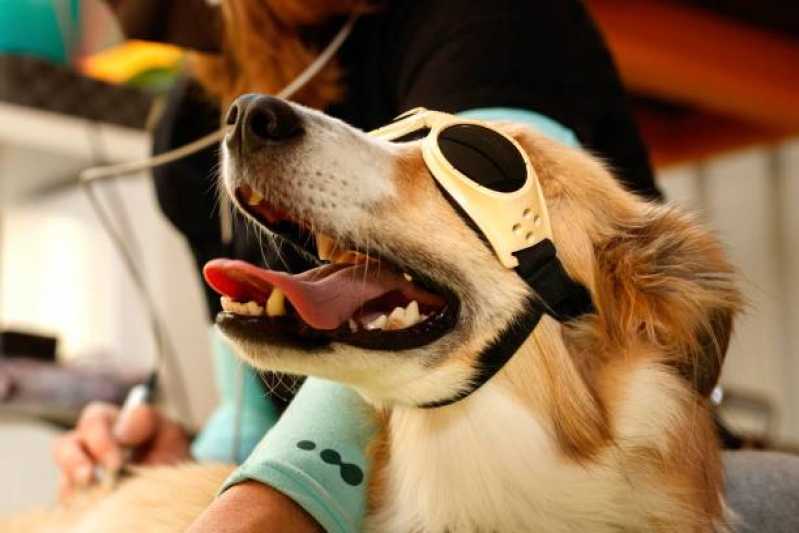 Laserterapia para Animais Domésticos Marcar Parque Amador - Laserterapia para Cachorro