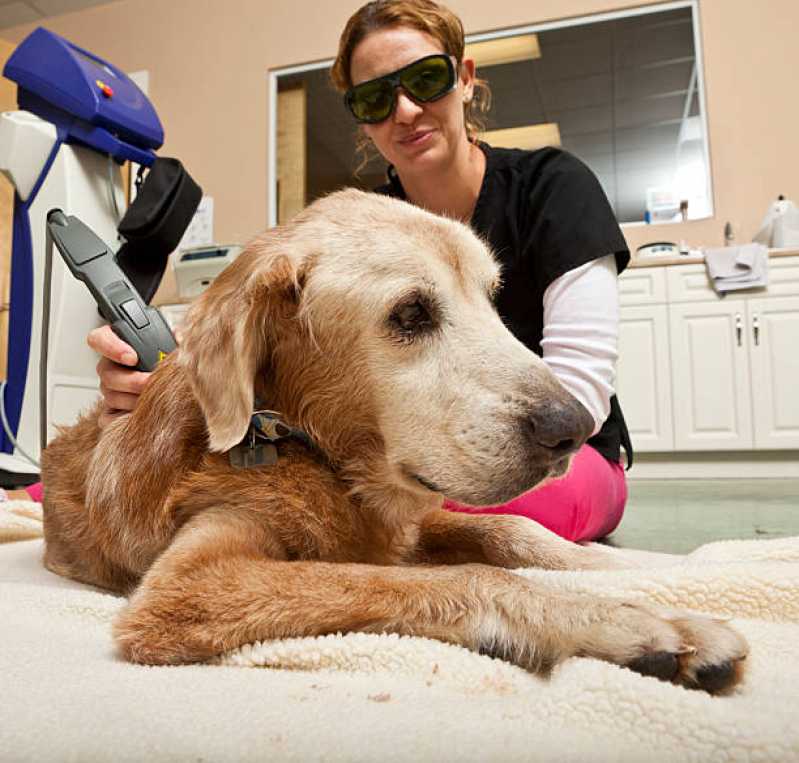 Laserterapia para Animais Domésticos Centro Histórico - Laserterapia para Cachorro