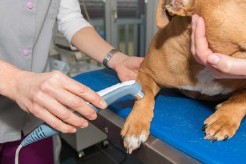 Laserterapia para Animais Marcar Capão da Cruz - Laserterapia para Cachorro