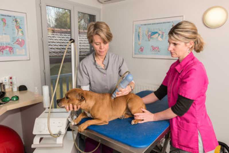 Laserterapia para Animais Pequenos Marcar Farroupilha - Laserterapia para Cachorro