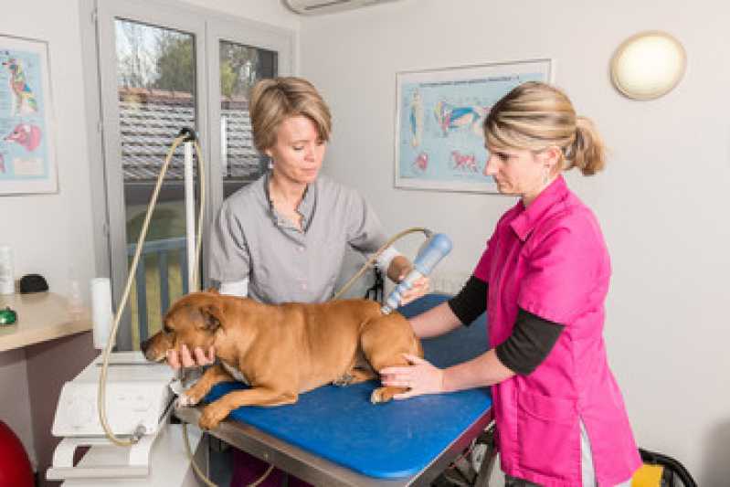 Laserterapia para Animais Pequenos Colonial - Laserterapia para Cachorro