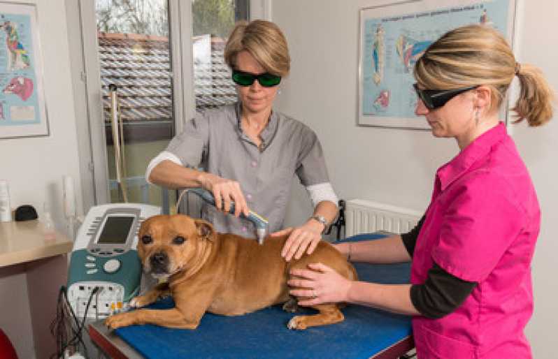 Laserterapia para Animais Vila Eunice Velha - Laserterapia para Cachorro