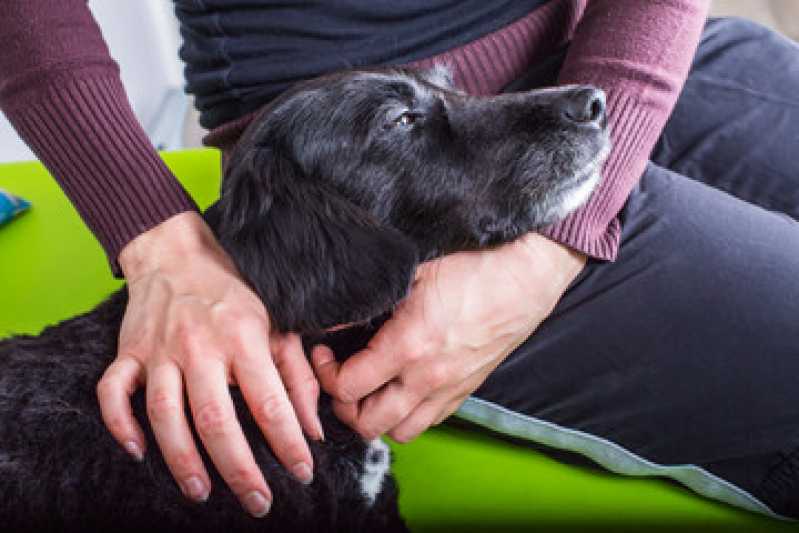 Laserterapia para Cachorro Pedra Redonda - Laserterapia Pet