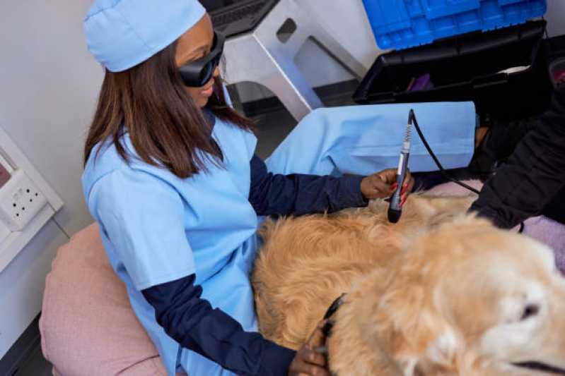 Laserterapia para Cães e Gatos Marcar Bom Fim - Laserterapia para Gato