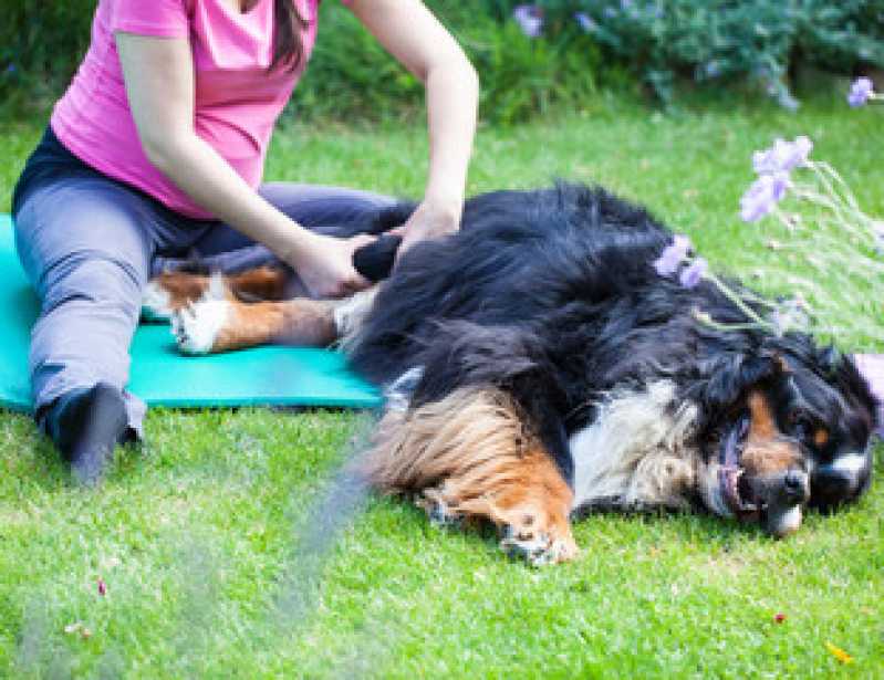 Laserterapia para Cães Marcar Santa Cruz - Laserterapia para Animais