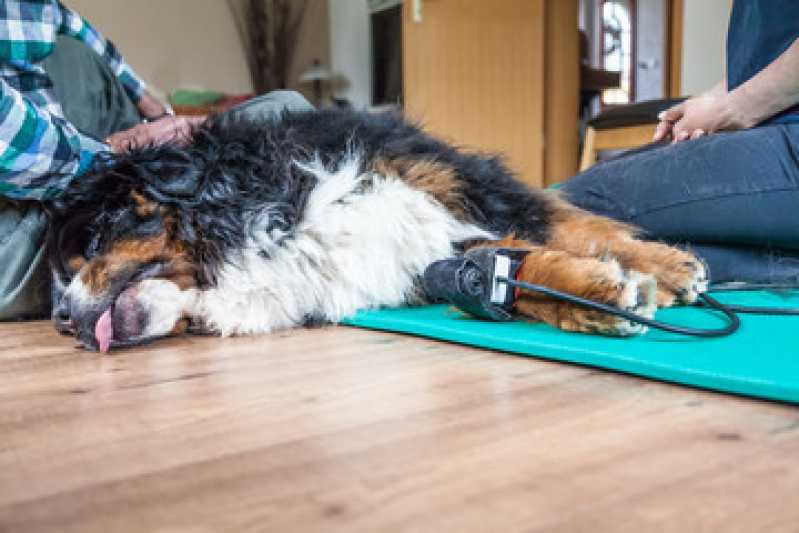 Laserterapia para Cães Santo Inácio - Laserterapia para Cachorro