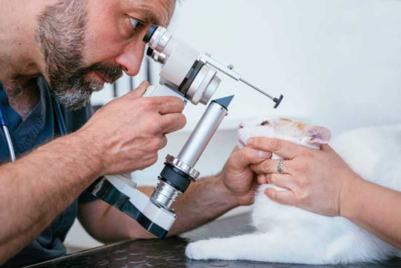 Laserterapia para Gato Marcar Cristo Redentor - Laserterapia para Gato