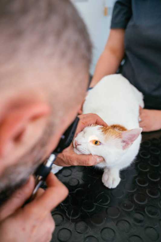 Laserterapia para Gato Vila Augusta - Laserterapia Animal
