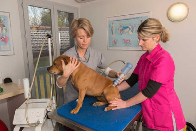 Laserterapia para Gatos e Cachorros Marcar Marcílio Dias - Laserterapia para Cachorro