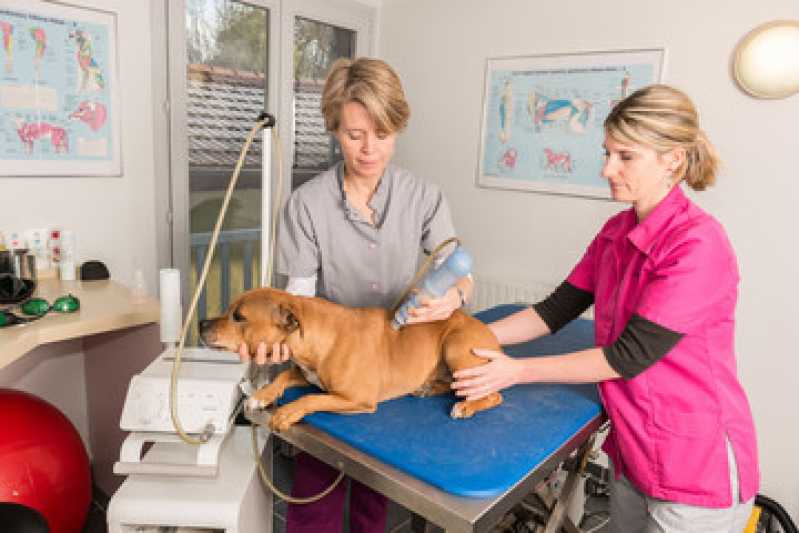 Laserterapia Pet Azenha - Laserterapia para Cachorro
