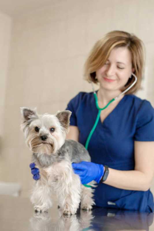 Neurologia Animal Agendar Jardim São Pedro - Neurologia em Cães e Gatos