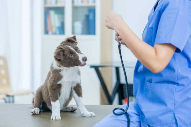 Neurologia Gatos Agendar Restinga - Neurologia para Cachorros