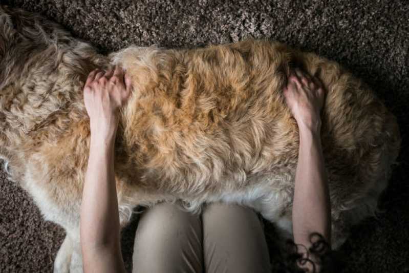 Neurologia para Animais de Estimação Agendar Camaquã - Neurologia em Cães e Gatos