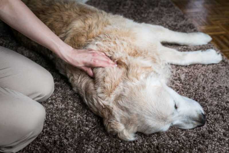 Neurologia para Animais de Estimação Bairro do Parque - Neurologia em Cães e Gatos