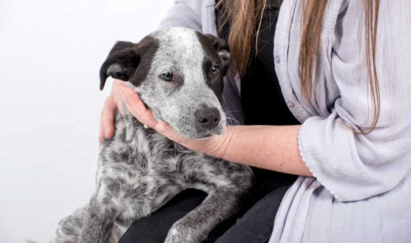 Neurologia para Cachorros Agendar Espírito Santo - Neurologia em Cães e Gatos