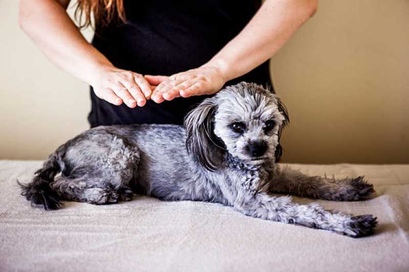 Neurologia para Cachorros Petrópolis - Neurologia em Cães e Gatos