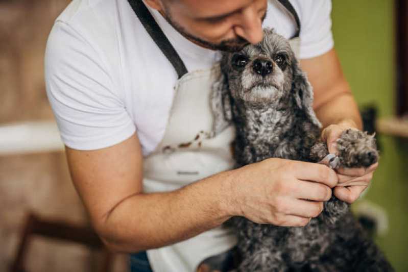 Neurologia para Cães Bom Jesus - Neurologia para Animais de Estimação