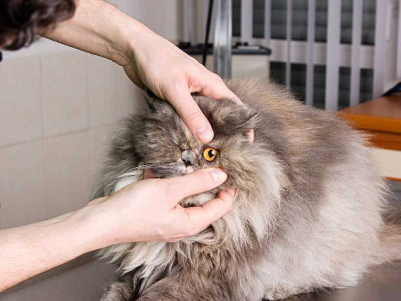 Neurologia para Gatos Agendar Cecília - Neurologia em Cães e Gatos