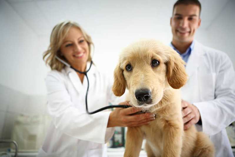 Neurologia Veterinário Agendar Nossa Sra. de Fatima - Neurologia para Cachorros