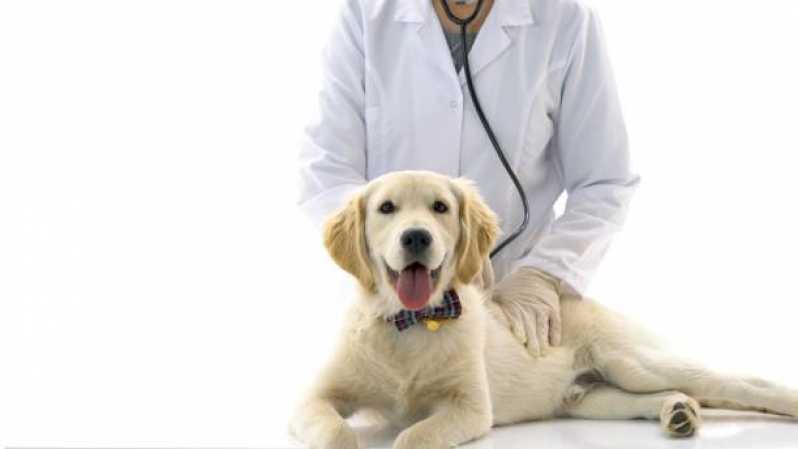 Neurologia Veterinário Boa Vista - Neurologia em Cães e Gatos