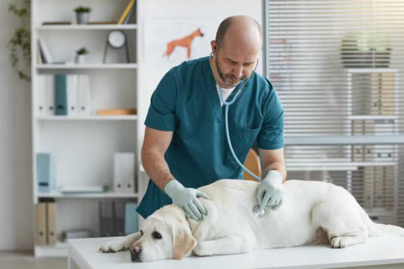 Neurologista Animal Agendar Parque da Matriz - Neurologia para Cães