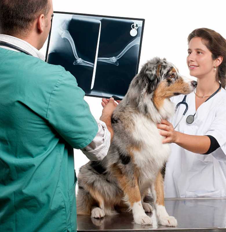 Onde Agendar Ortopedia Animal Santana - Ortopedia para Cachorro