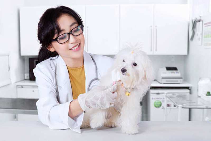 Onde Agendar Ortopedia para Animais de Médio Porte Jardim Lindoia - Ortopedia para Cachorro