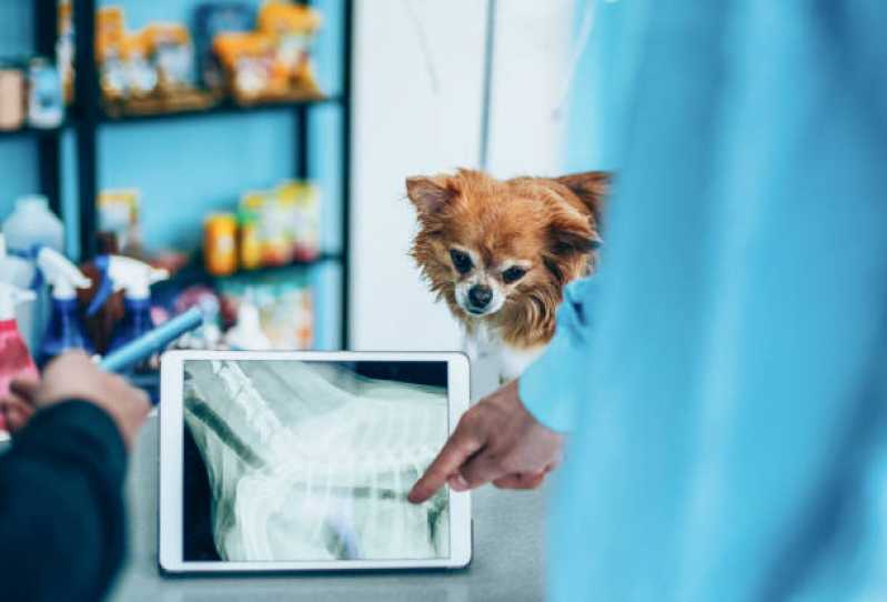 Onde Agendar Ortopedia para Animais de Pequeno Porte Três Figueiras - Ortopedia para Cachorro