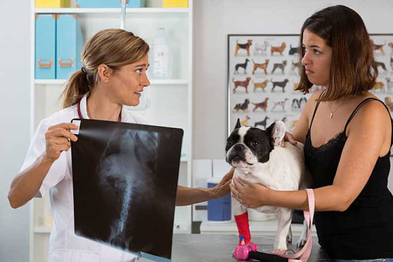 Onde Agendar Ortopedia para Cachorro de Grande Porte Jardim Lindoia - Ortopedista para Gatos
