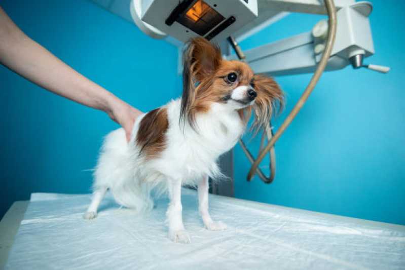 Onde Agendar Ortopedia para Cachorro de Pequeno Porte Santa Rita - Ortopedia para Cachorro