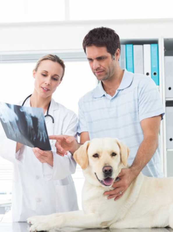 Onde Agendar Ortopedia para Cachorro Vila João Pessoa - Ortopedia para Cachorro